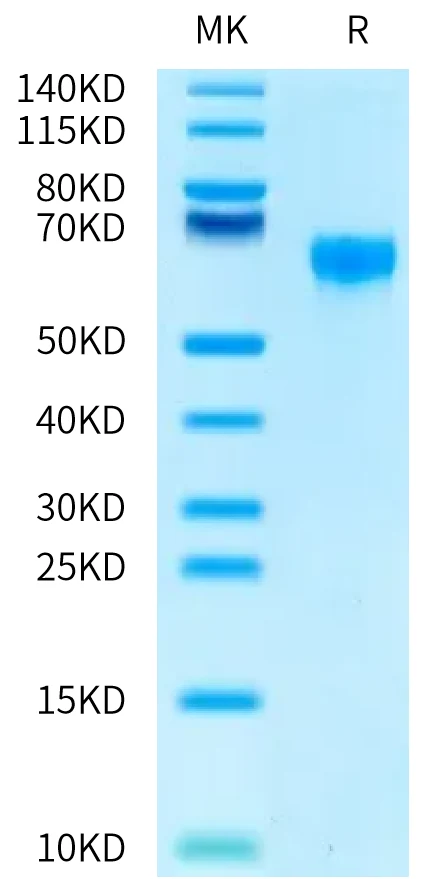 CD47-HB006 Bis-Tris-PAGE-white result
