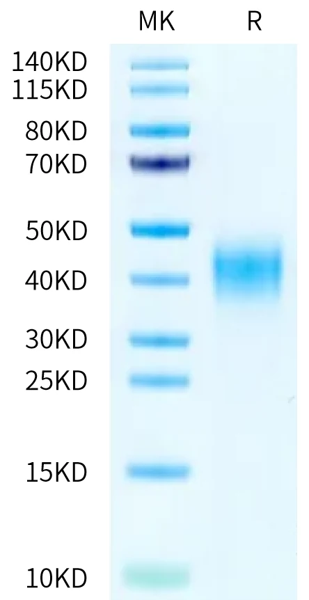 CD47-HP002 Bis-Tris-PAGE-white result