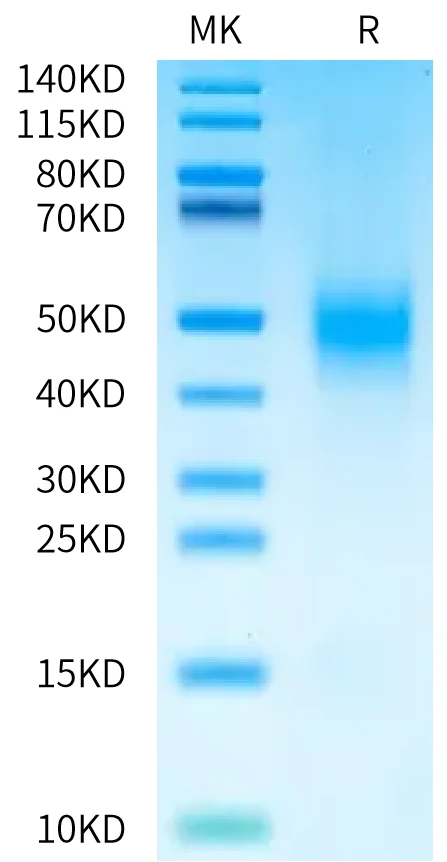 CD47-HP003 Bis-Tris-PAGE-white result
