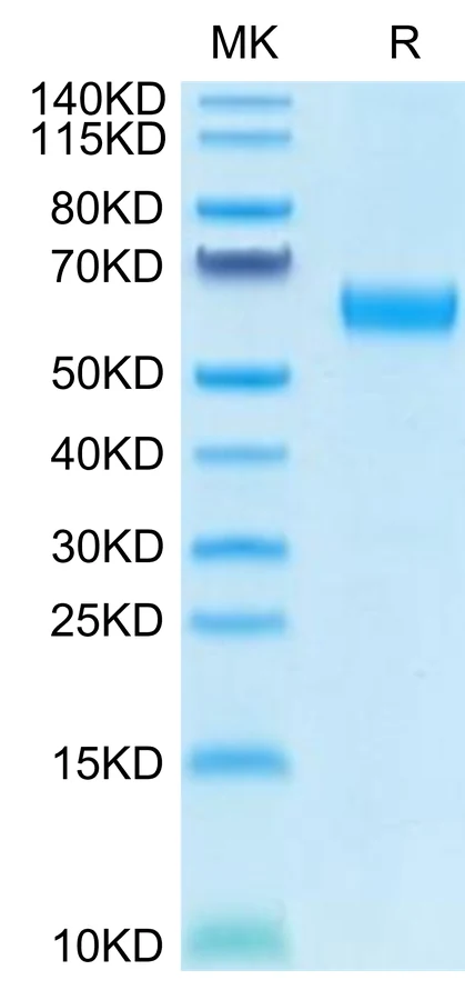 CD47-HP004 Bis-Tris-PAGE-white result