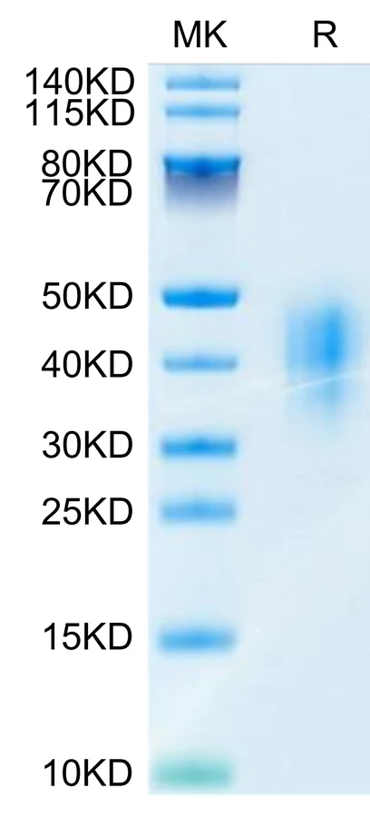 CD47-MP001 Bis-Tris-PAGE-white result