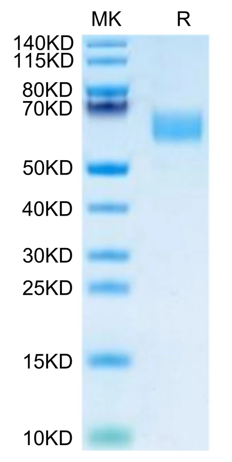 CD47-MP002 Bis-Tris-PAGE-white result