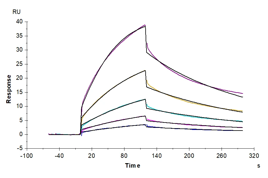 CD47-MP002 SPR result