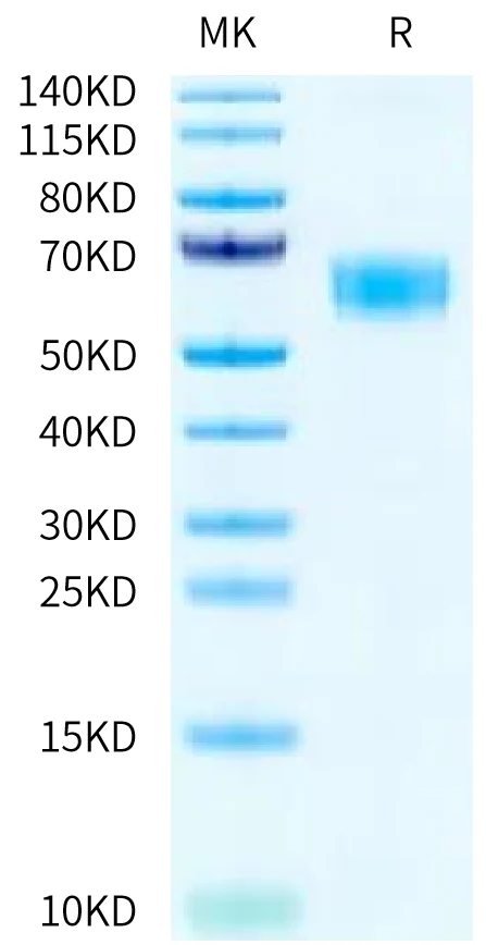 CD47-RP001 Bis-Tris-PAGE-white result