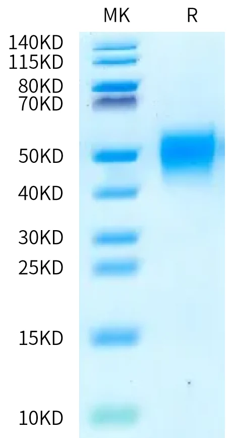 CD48-HB001 Bis-Tris-PAGE-white result