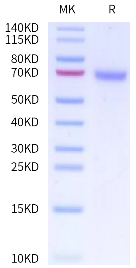 CD48-HF001 Bis-Tris-PAGE-white result