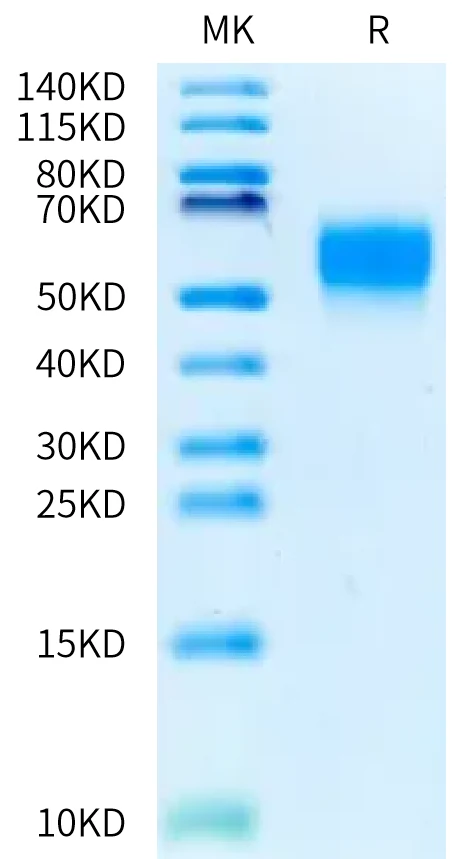CD48-MB001 Bis-Tris-PAGE-white result