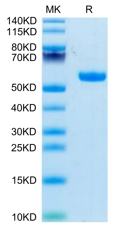 CD5-CB003 Bis-Tris-PAGE-white result