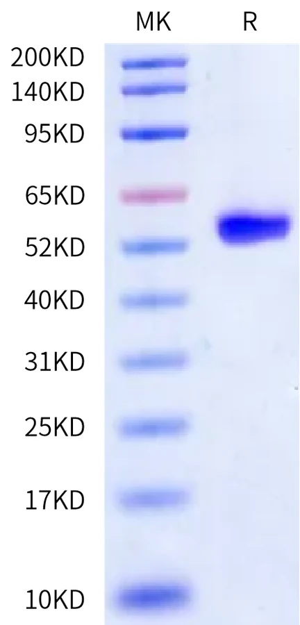 CD5-HB003 Bis-Tris-PAGE-white result
