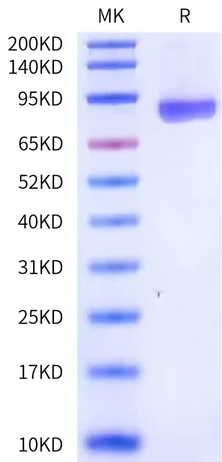 CD5-HF001 Bis-Tris-PAGE-white result