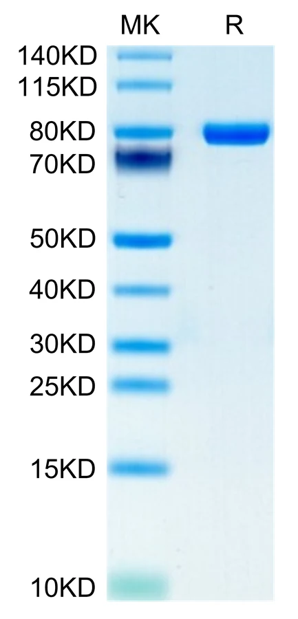 CD5-HF002 Bis-Tris-PAGE-white result