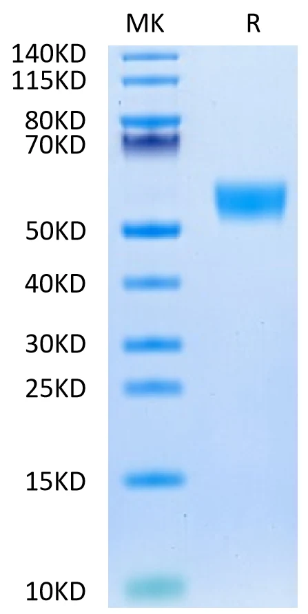 CD5-MB002 Bis-Tris-PAGE-white result