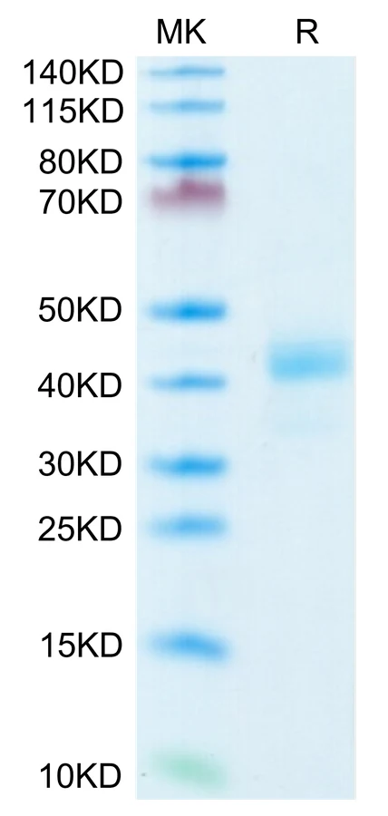 CD52-HF001 Bis-Tris-PAGE-white result