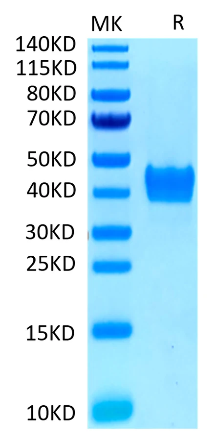 CD52-HF002 Bis-Tris-PAGE-white result