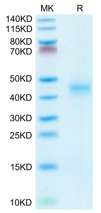 CD52-MF001 Bis-Tris-PAGE-white result