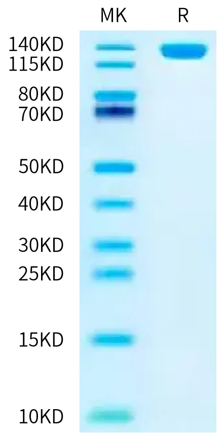 CD56-HF001 Bis-Tris-PAGE-white result
