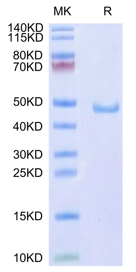 CD59-HF001 Bis-Tris-PAGE-white result