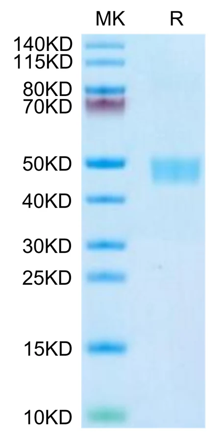 CD59A-MF001 Bis-Tris-PAGE-white result