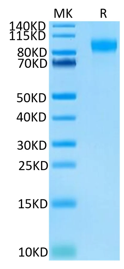 CD62E-HB001 Bis-Tris-PAGE-white result