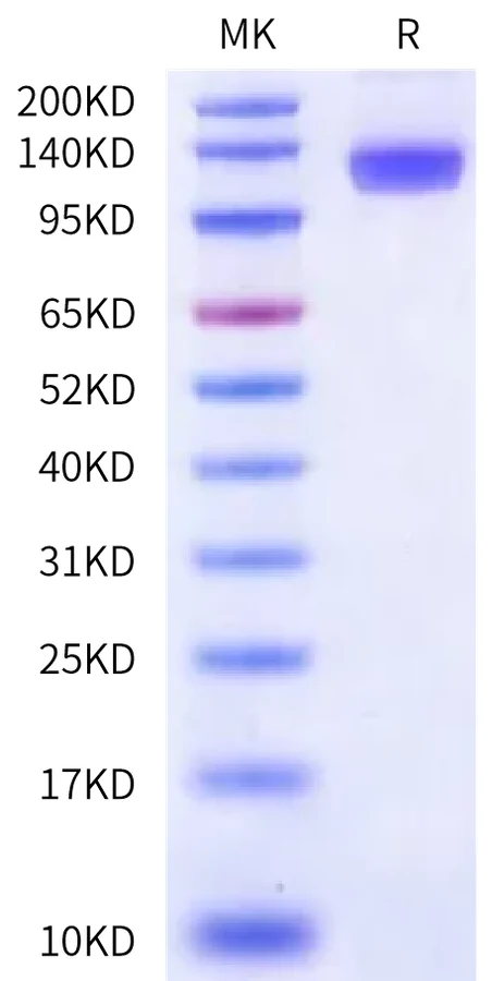 CD62E-HF001 Bis-Tris-PAGE-white result