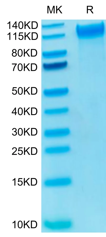 CD62P-HB001 Bis-Tris-PAGE-white result
