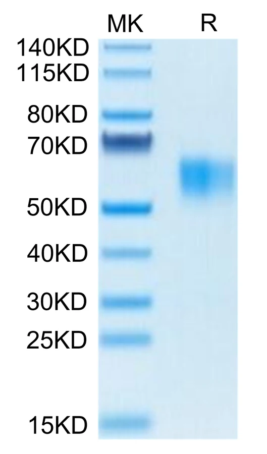 CD64-HB001 Bis-Tris-PAGE-white result