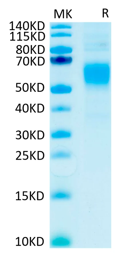 CD64-HP001 Bis-Tris-PAGE-white result