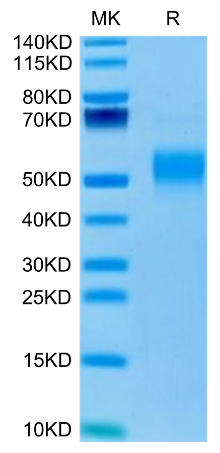 CD64-MP001 Bis-Tris-PAGE-white result