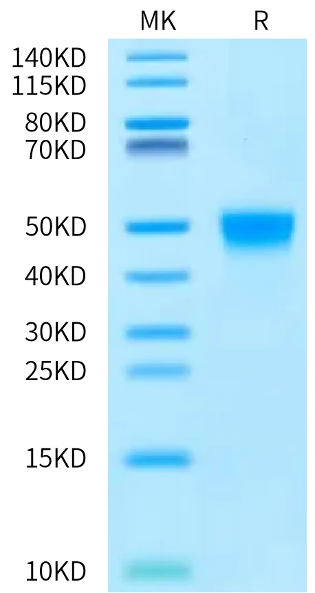CD64-RP001 Bis-Tris-PAGE-white result