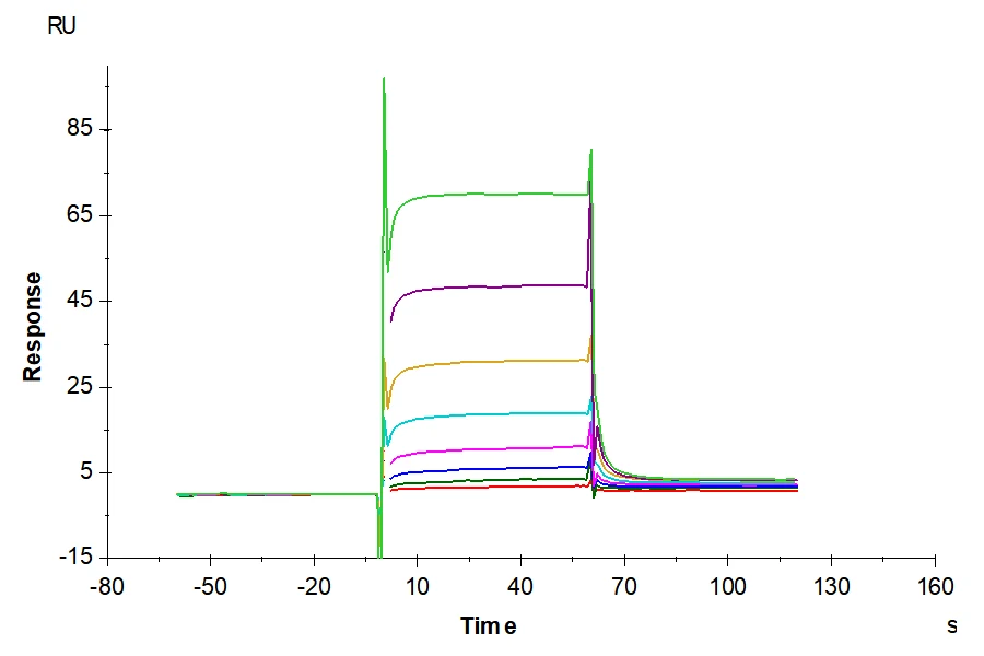 CD64-RP001 SPR result