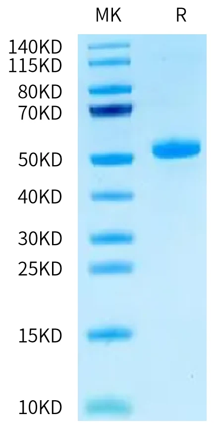 CD66D-HF001 Bis-Tris-PAGE-white result