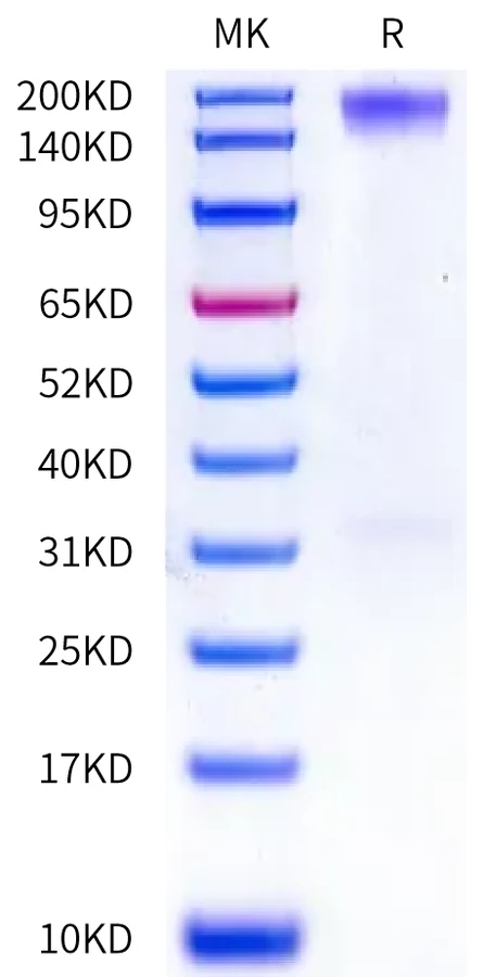 CD66E-HF001 Bis-Tris-PAGE-white result