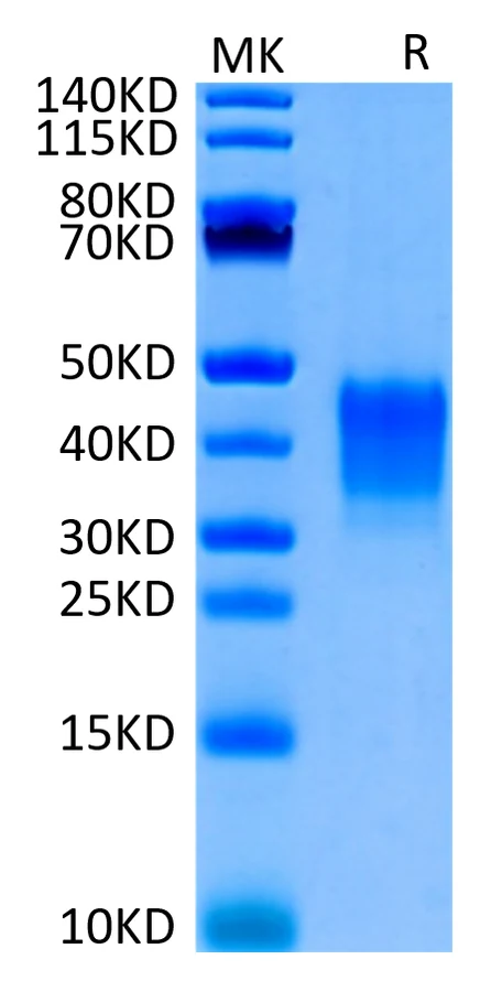CD7-HB001 Bis-Tris-PAGE-white result