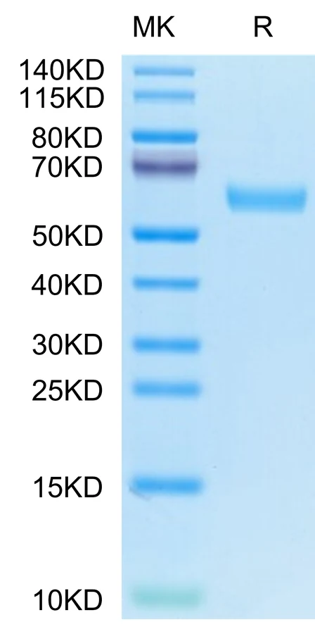 CD7-HF001 Bis-Tris-PAGE-white result
