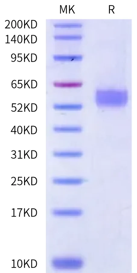 CD7-MF001 Bis-Tris-PAGE-white result