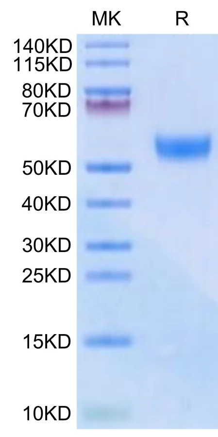 CD7-MF002 Bis-Tris-PAGE-white result