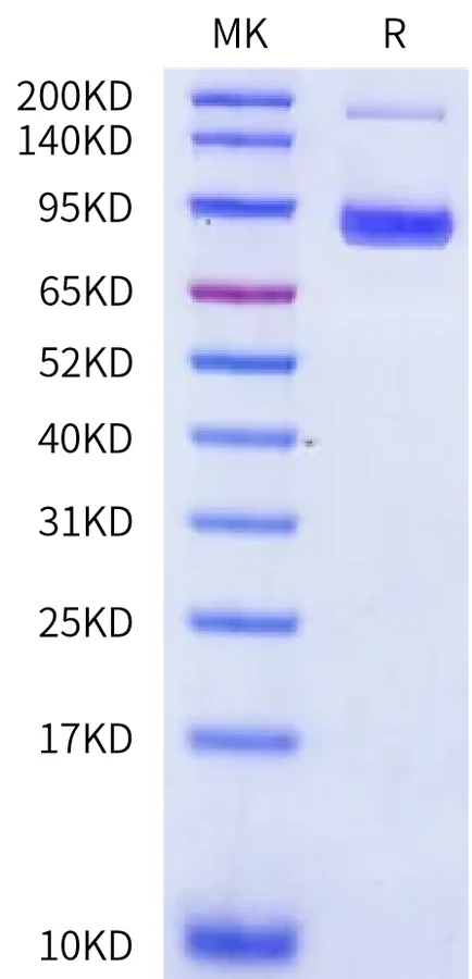CD71-CB001 Bis-Tris-PAGE-white result
