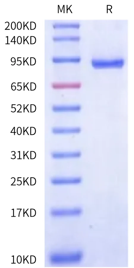 CD71-HB001 Bis-Tris-PAGE-white result