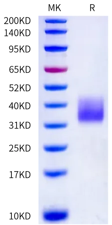 CD71-HB002 Bis-Tris-PAGE-white result