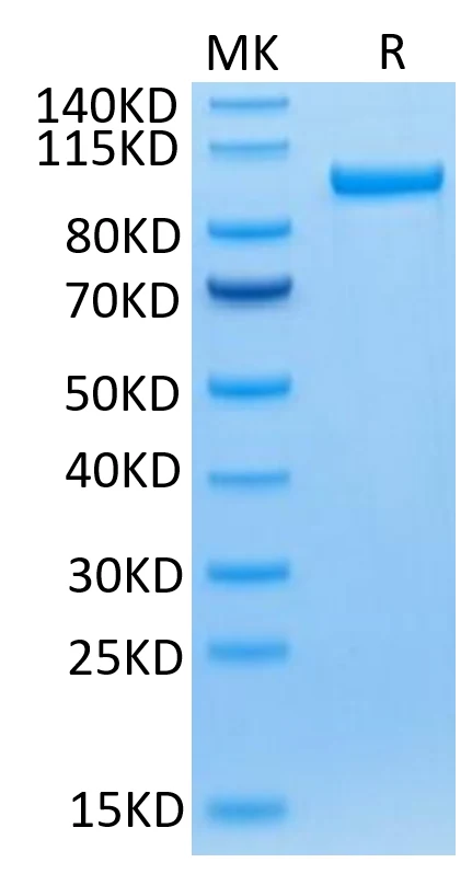 CD71-HF001 Bis-Tris-PAGE-white result