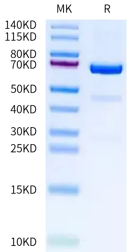 CD73-HB001 Bis-Tris-PAGE-white result