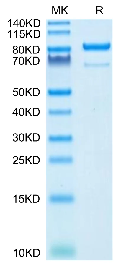 CD73-HF001 Bis-Tris-PAGE-white result