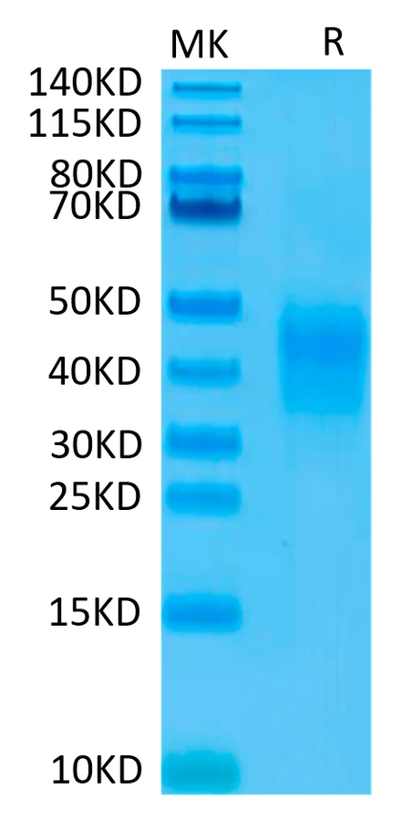 CD79B-HB002 Bis-Tris-PAGE-white result