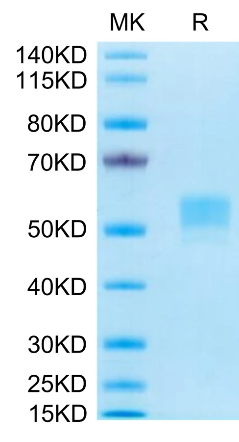 CD79B-HF001 Bis-Tris-PAGE-white result