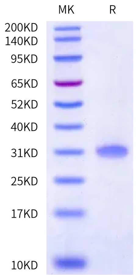 CD8-CB001 Bis-Tris-PAGE-white result