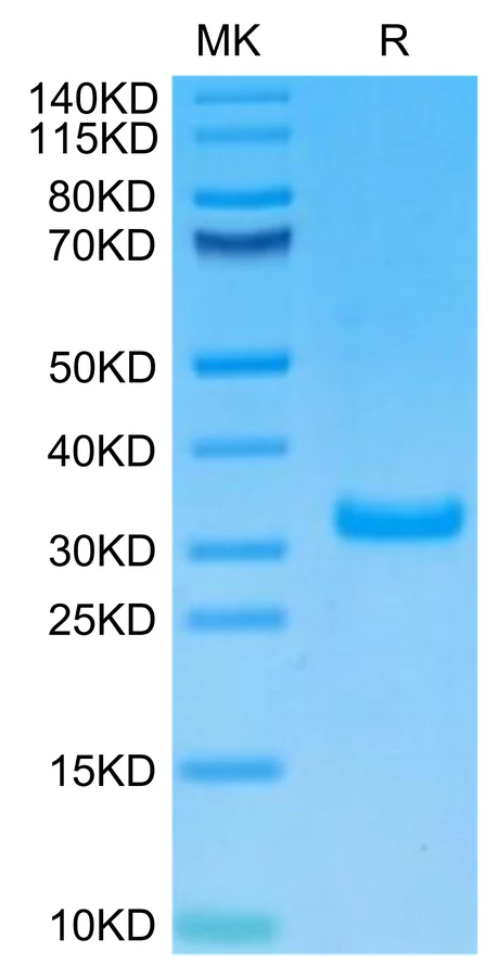 CD8-HB001 Bis-Tris-PAGE-white result