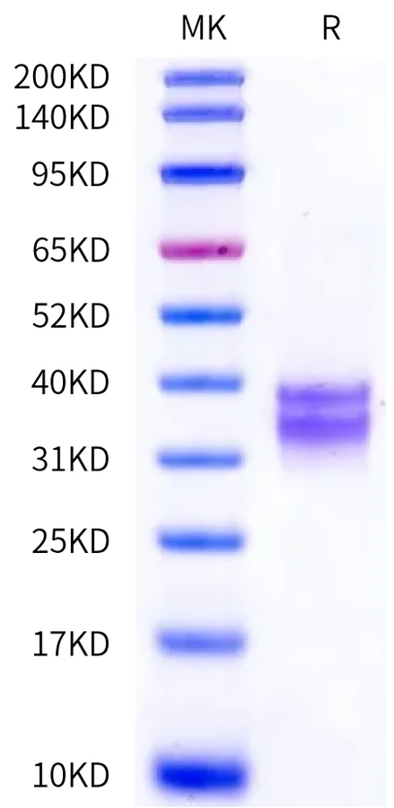 CD8-HB002 Bis-Tris-PAGE-white result