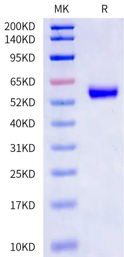CD8-HF001 Bis-Tris-PAGE-white result