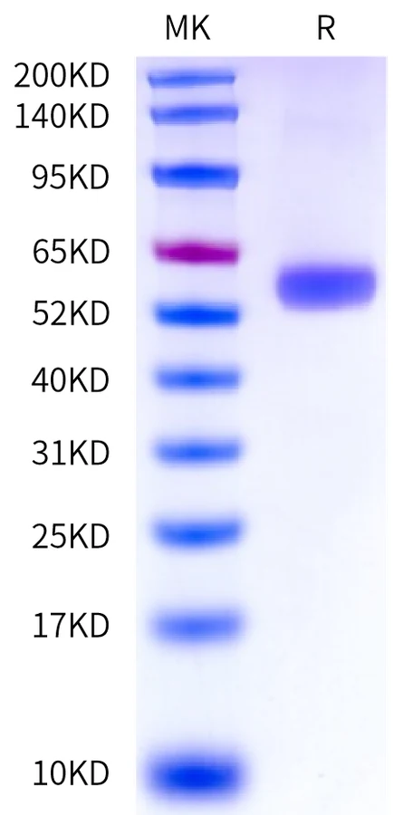 CD8-HF002 Bis-Tris-PAGE-white result