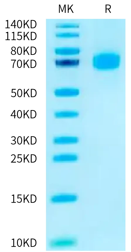 CD80-CF001 Bis-Tris-PAGE-white result